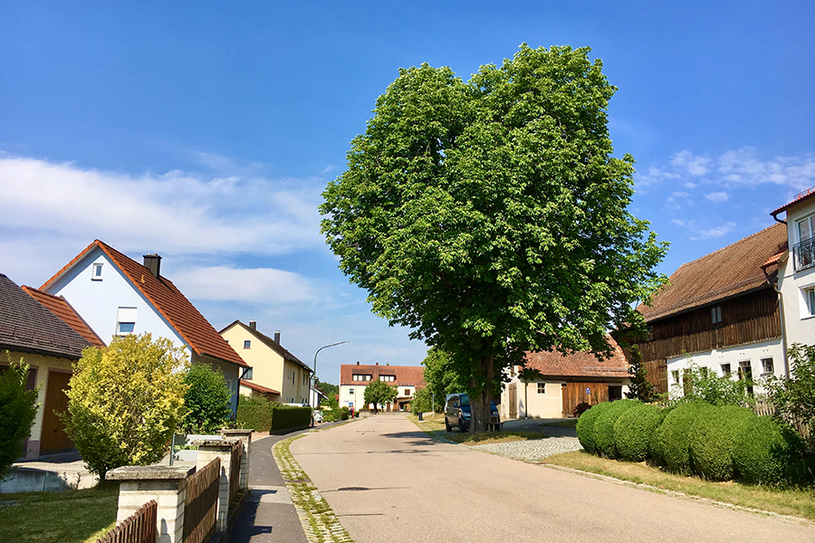 Baumriese Kastanienbaum Siebeneichen