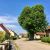 Baumriese Kastanienbaum Siebeneichen